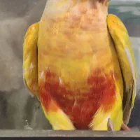 گرنیچیک|پرنده|مشهد, نیزه|دیوار