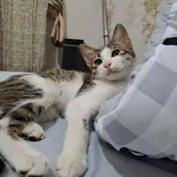 گربه رایگان