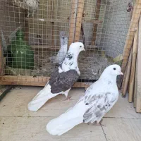 کبوتر جفت خاص