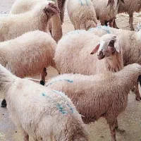 ۱۰ عدد گوسفند