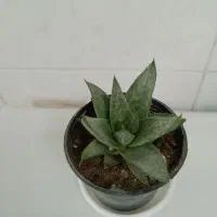 همه کاکتوسها باهم ۱۹۵ تومن|گل و گیاه طبیعی|مراغه, |دیوار