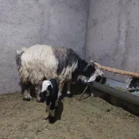 میش بره دار درجه یک|حیوانات مزرعه|مرودشت, نقش رستم|دیوار
