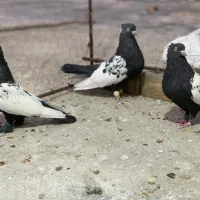 سینه سیاه|پرنده|شیراز, آزادگان|دیوار