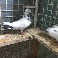 کفتر دم سفید وپرشی|پرنده|یزد, |دیوار