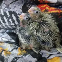 جوجه عروس هلندی 20روزه 380