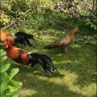 مرغو خروس فونیکس قرمز