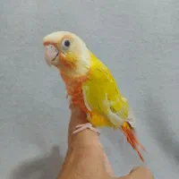 ردچیک|پرنده|ماهدشت, |دیوار