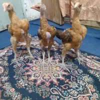 مرغ و خروس