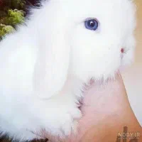 خرگوش مینیاتوری