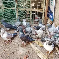 کفتر پرشی