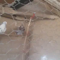 کفتر|پرنده|اسلام‌شهر, کاشانک|دیوار