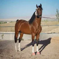 چالش با جایزه نقدی