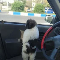 توله سگ|سگ|ماکلوان, |دیوار