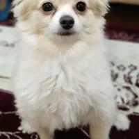 سگ پامر روباهی خانگی