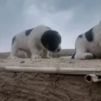 واگزاری توله آلبای اصل خت خون بالا با زمانت|سگ|گنبد کاووس, |دیوار