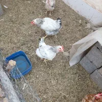 مرغ رفسنجان