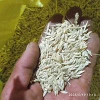 جوفروشی|خدمات باغبانی و درختکاری|پائین جام, |دیوار