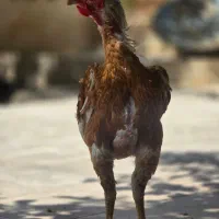 خروس لاری