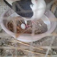 سلام