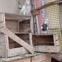 طوقی ناب کاکلی|پرنده|همدان, |دیوار