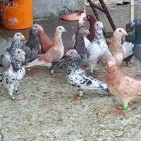 دسته کبوتری زرد و سرخ و سرور کفتر|پرنده|شیراز, شهرک سعدی|دیوار