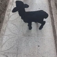 بره شیری ماده