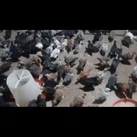 جوجه مرغ 50 روزه اصلاح نژاد شده (خانه طیور)