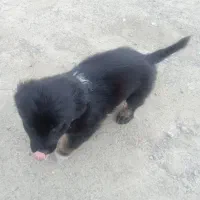 سگ پامر|سگ|آستارا, |دیوار