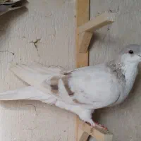 کفتر|پرنده|مشهد, هنرور|دیوار