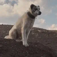 سگ گله ای|سگ|سربیشه, |دیوار