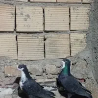 ریش.چپ.طوقی