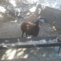 بره افشاری ماده عالی درجه یک