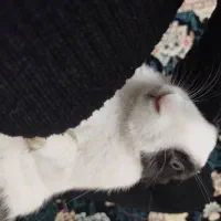 خرگوش|موش و خرگوش|شهریار, شهرک امیریه|دیوار