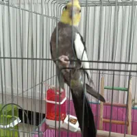 عروس هلندی نر سخنگو|پرنده|پاکدشت, پاکدشت (مامازند)|دیوار