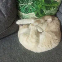 گربه