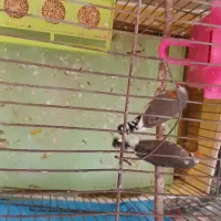 مرغ عشق و فنچ