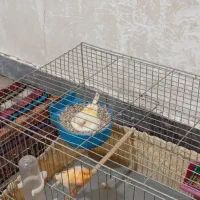 قناری کاملان سالم