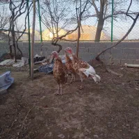 بوقلمون بوربون