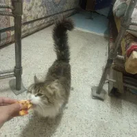 گربه بازیگوش|گربه|اصفهان, شهرک امام خمینی|دیوار