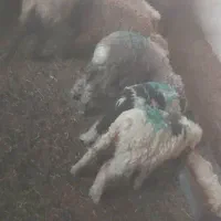 سه راس میش وسه جفت بره