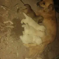 سگ پاکوتاه