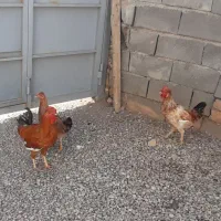 خروس محلی جوان