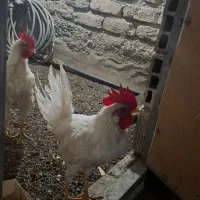 خروس سفید جوان