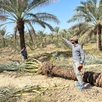 درخت نخل خوب میخای ما رو پیدا کن|خدمات باغبانی و درختکاری|آبپخش, |دیوار