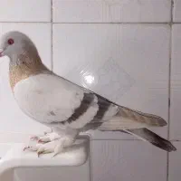 فروش کفتر سوسنی بی عیب|پرنده|شیراز, شهرک گلستان|دیوار