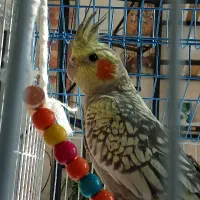 عروس هلندی|پرنده|هشتگرد, شهرک بعثت|دیوار