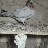 کبوتر سرول نر نوک ریز