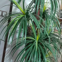 نخل مصنوعی|گل مصنوعی|قهدریجان, |دیوار