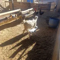 بره وبز|حیوانات مزرعه|تاکستان, |دیوار