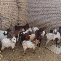 بزغاله پاکستانی اصل